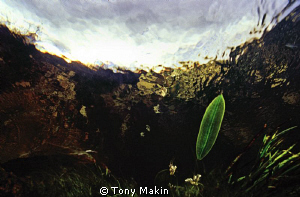 Mountain stream Cedarberg by Tony Makin 